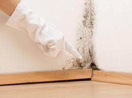 Casa Blanca, AZ Mold Prevention & Removal  Company